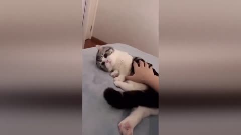 The Funniest Animals! New Funny Videos of Cats and Dogs