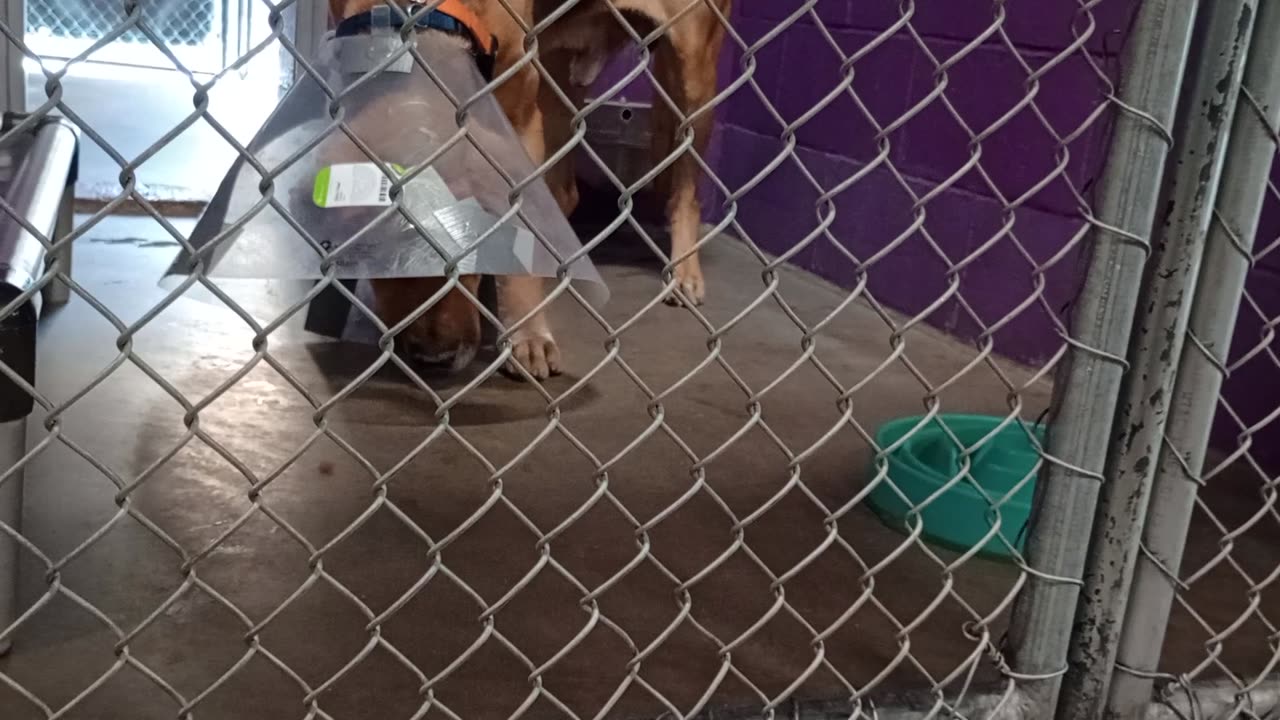 Nugget 5y Pet Id 946758 kennel 26 HSSAZ shelter always ready 4 fun his so 'happy tail's' unhealed