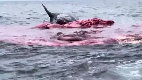 Whales