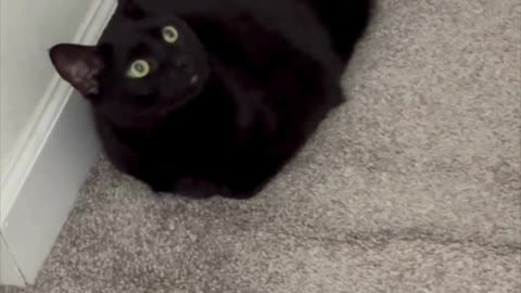 Cute Precious Piper Does Security From a New Spot - Adopting a Cat from a Shelter Vlog #shorts
