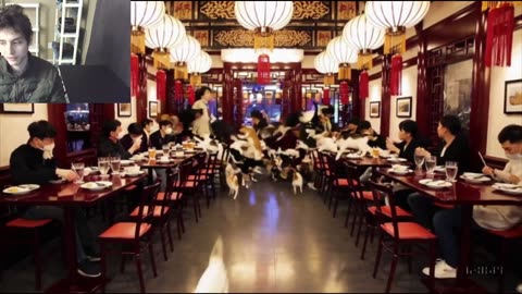 Over 20 Cats Roam Around A Chinese Restaurant Fake Funny Parody Video With Live Commentary