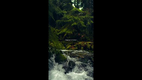10 sec of pure Nature sounds