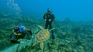 Curious turtle conducts close inspection of scuba divers