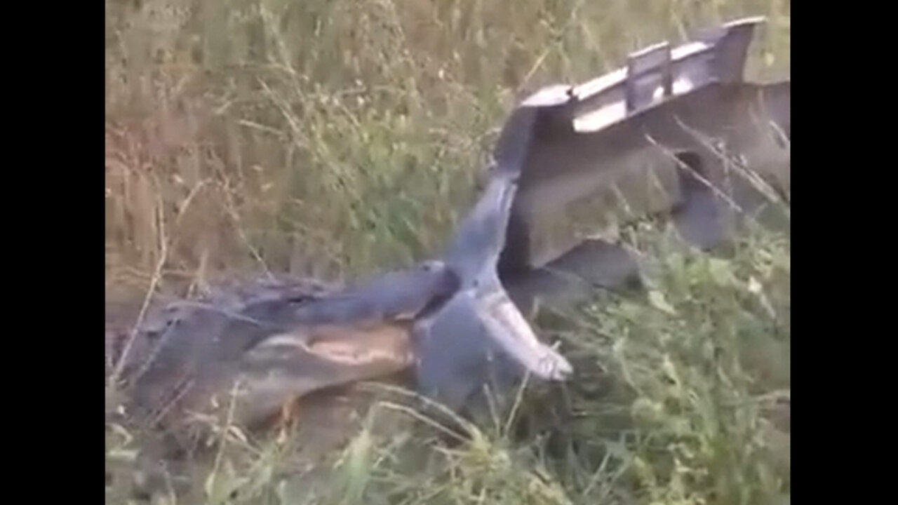 Croc-O-Facts: The Leoparding | Crocodile Facts & Attacks