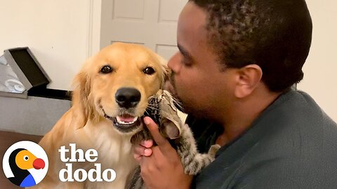 Golden Retriever And Kitten Rival For Dad's Affection | The Dodo