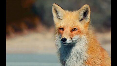 What does the Fox say??