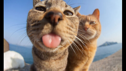 A selection of funny moments with animal
