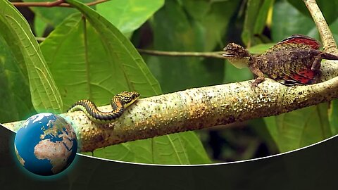 Flying lizards - A day in the wonderful rainforests of Borneo