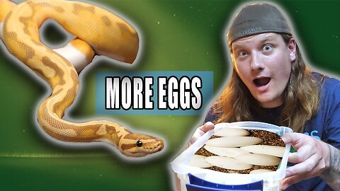 I am SO EXCITED tor this Ball Python Clutch!