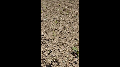 14 more acres planted 28 to go
