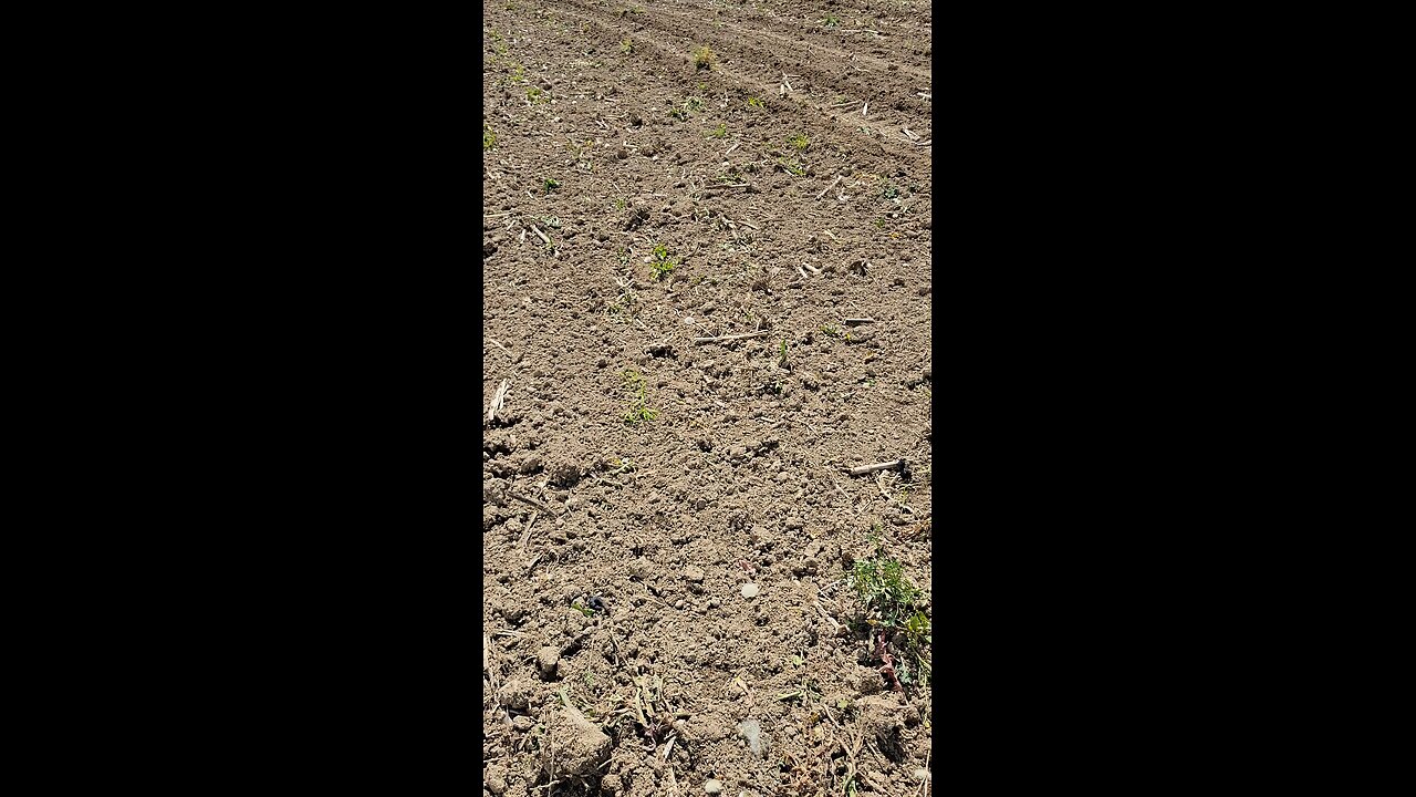14 more acres planted 28 to go