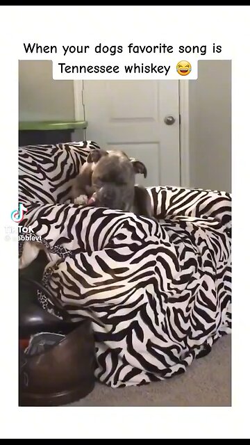 Dog has good taste in music