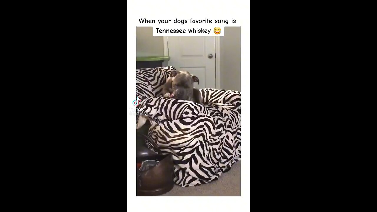 Dog has good taste in music