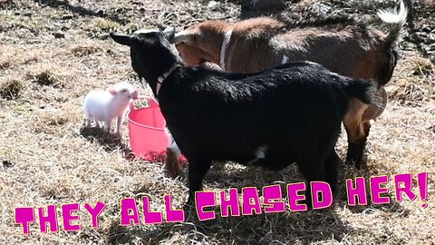 TINY Piglet ENTERS The FARMARD For The FIRST Time!