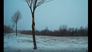 #verbrannte Erde! Abschlachten der Bäume & Gehölze in der BRD!