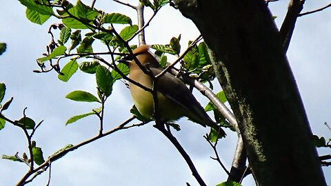 Cedar Waxwing