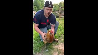 Love All Life Always #419 - Chicken Hypnosis. Now This Is Obscure But Interesting. Watch All The Way