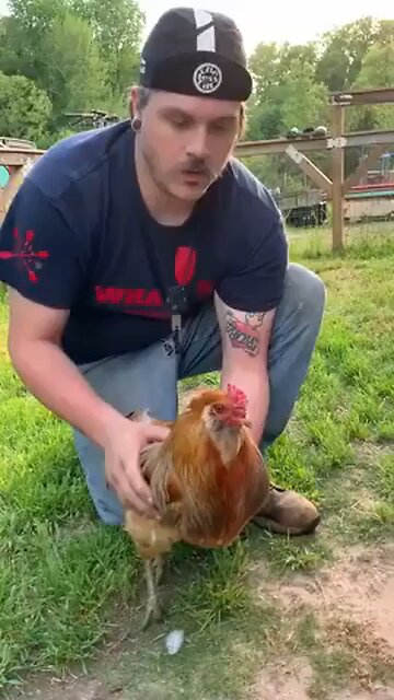 Love All Life Always #419 - Chicken Hypnosis. Now This Is Obscure But Interesting. Watch All The Way