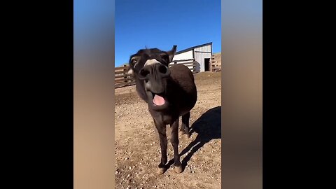 Funny Donkey falling and start Crying
