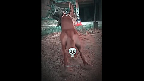 HUSKEY VS BELGIAN
