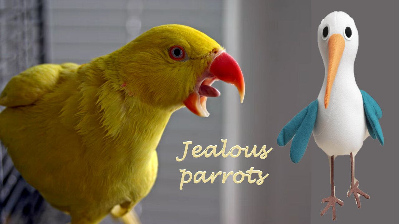 Jealous parrots🦜