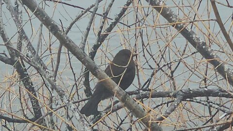 Common Blackbird