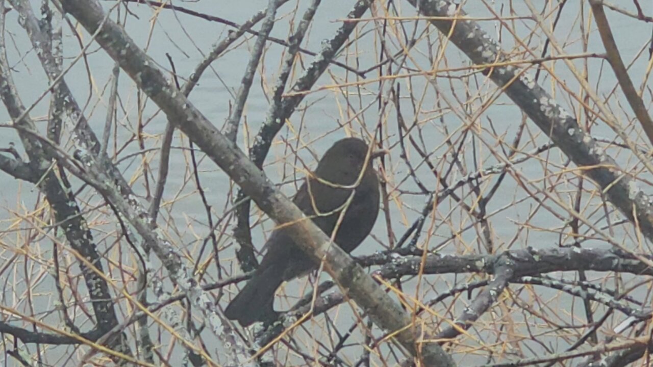 Common Blackbird