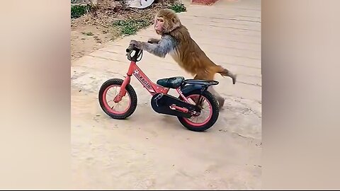 Try to not laugh