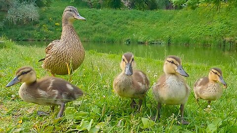 First Peak of the 4 Mallard Duck Ducklings of the Moat Pond on Solid Ground