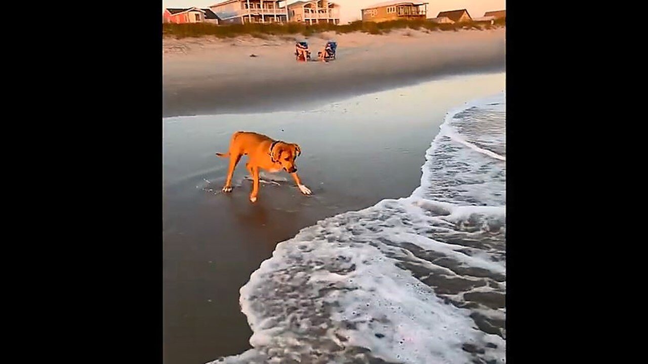 New Funniest Animal Videos Part 89