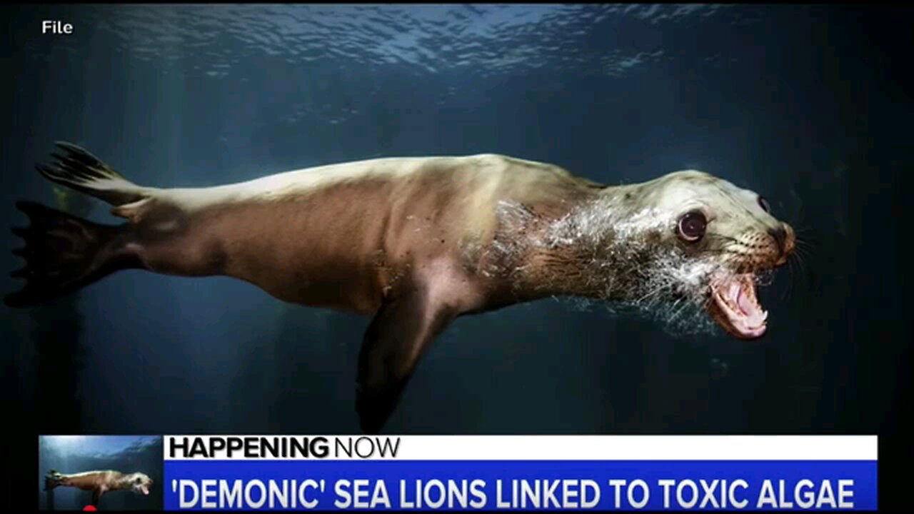 Demon Seals on the Loose