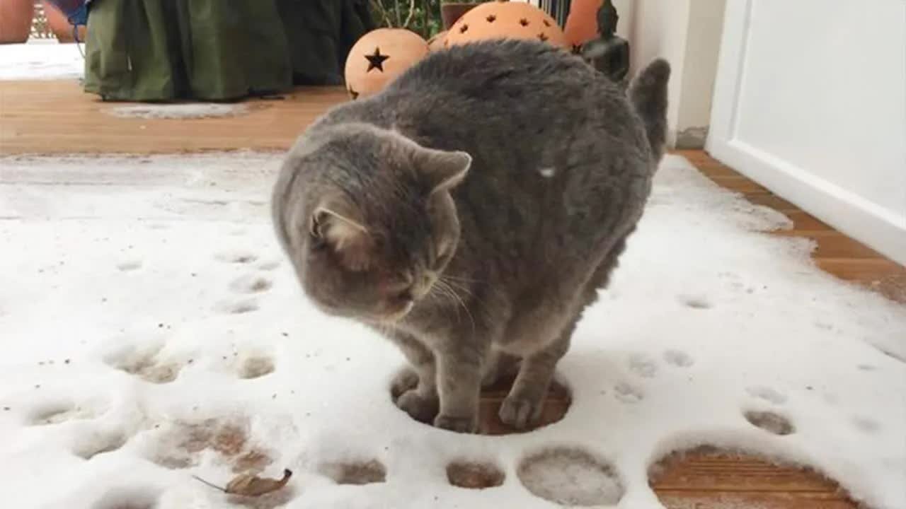 Cats Facing Snow For the FIRST TIME! Best CAT VIDEOS 2024