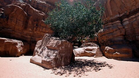A Jordan Tree Growing Behind A Boulder Of Rocks