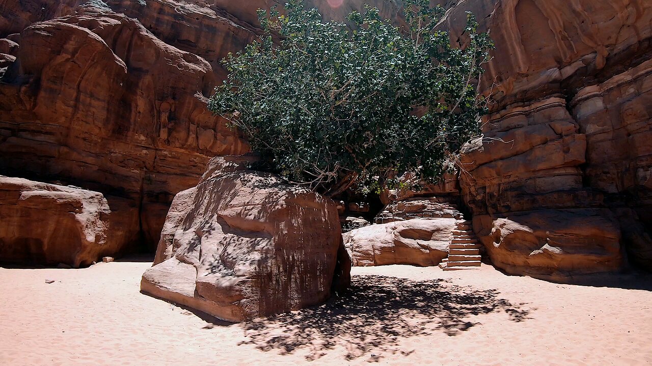 A Jordan Tree Growing Behind A Boulder Of Rocks