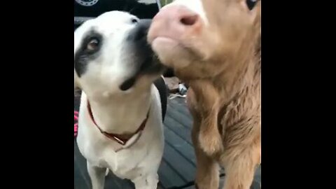 animals funny