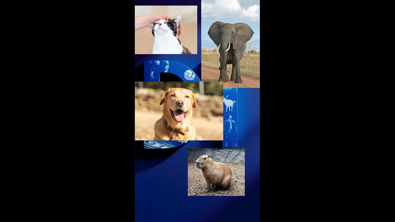 Most Friendly Animals