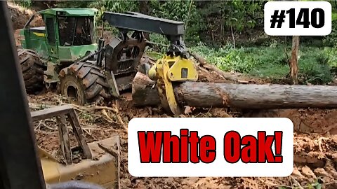 Logging Some Nice White Oak Veneer Logs‼️