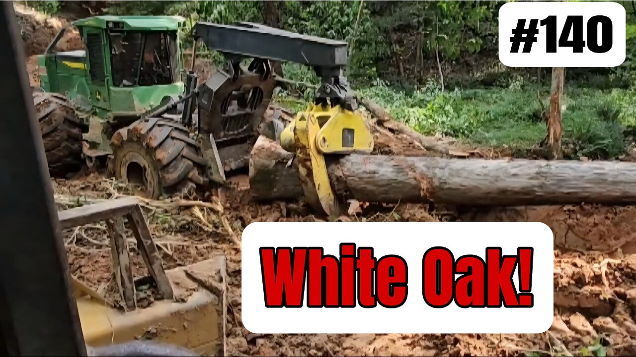 Logging Some Nice White Oak Veneer Logs‼️