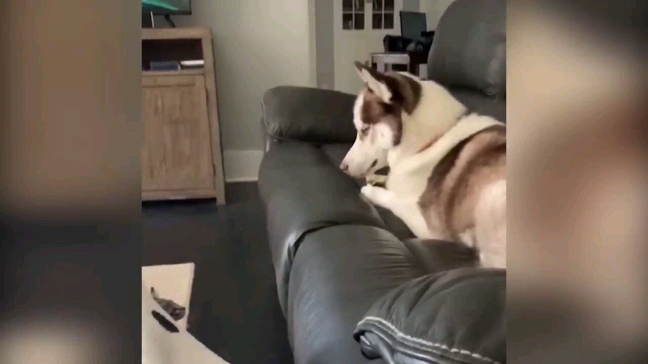 funny Dog