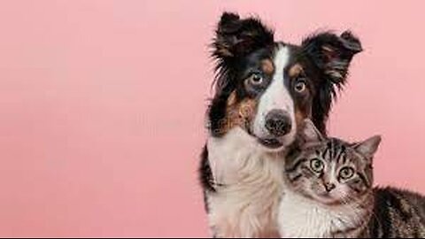 funny animals 2022 #funny #animals #dog #cat #home #tiktok #foryou #viral