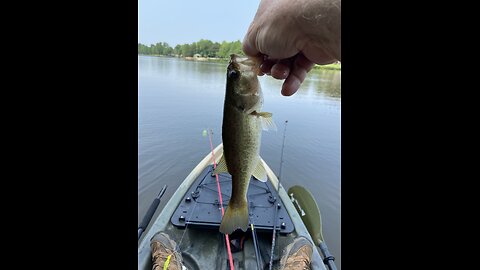 another small bass in the shade, so much fun to catch!