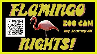 🦩 FLAMINGO NIGHTS ZOO CAM LIVE STREAM RUMBLE EXCLUSIVE 🦩