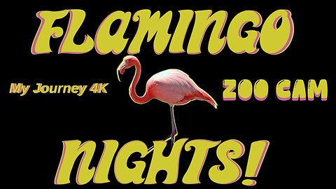 🦩 FLAMINGO NIGHTS ZOO CAM LIVE STREAM RUMBLE EXCLUSIVE 🦩