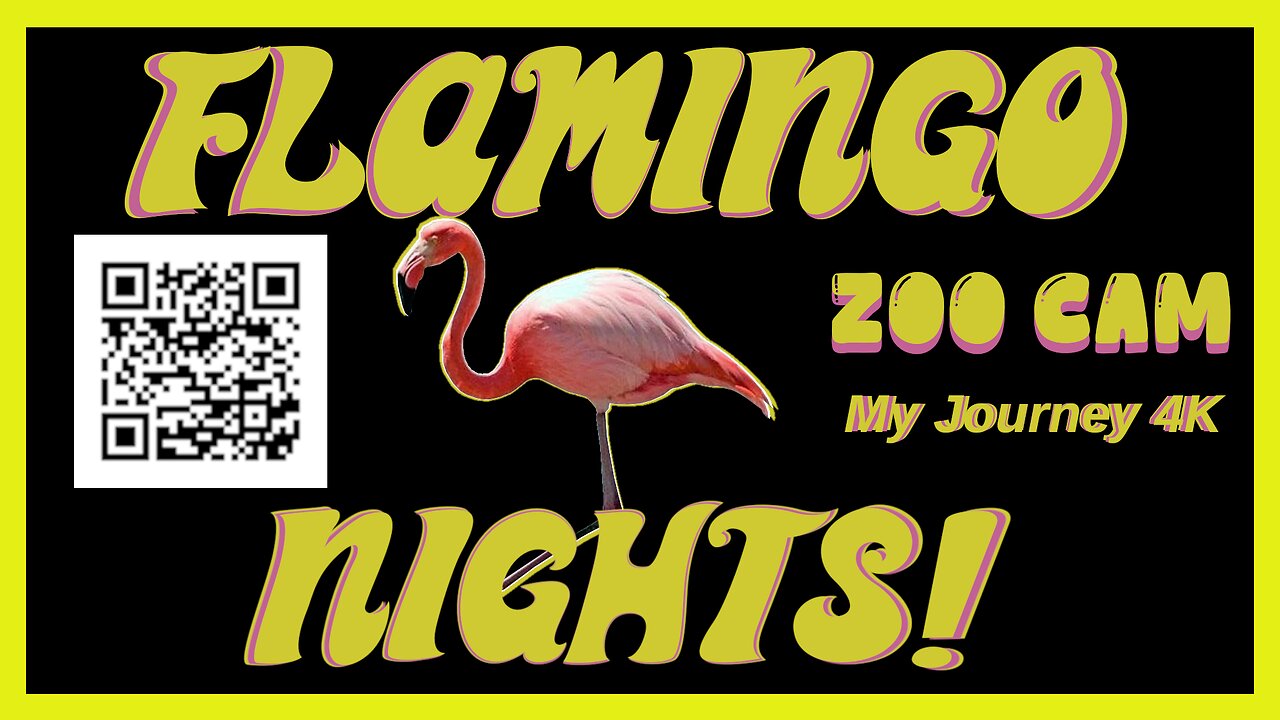 🦩 FLAMINGO NIGHTS ZOO CAM LIVE STREAM RUMBLE EXCLUSIVE 🦩