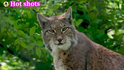 A wild cat related to the leopard