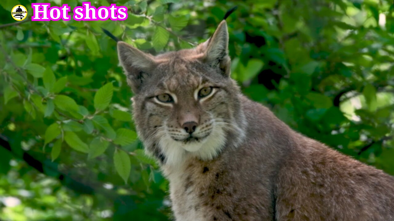 A wild cat related to the leopard