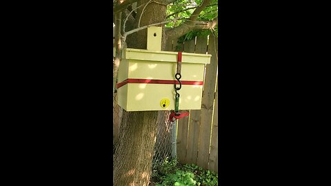 swarm trap 3