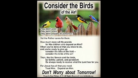 Birds at my Gate