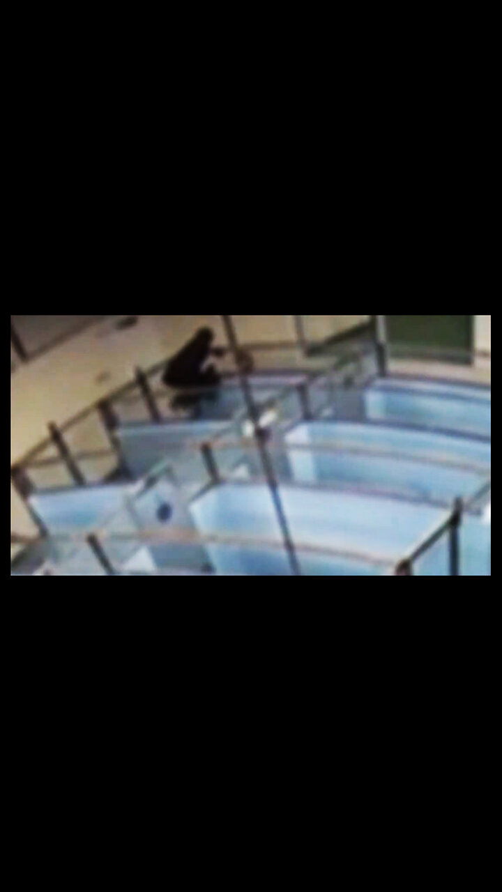 Dog STOLEN From Humane Society Shelter - VERTICAL