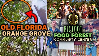 SECRET Old Florida Orange Grove in New Port Richey FL - Bigfoot Food Forest